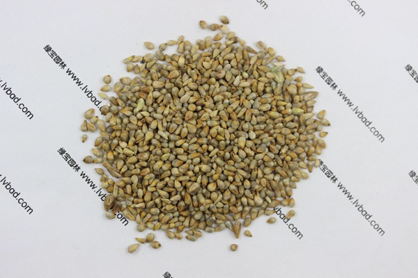 <a href='http://www.wuzhouwash.com/mucaozhongzi/1687.html' target='_blank'>狼尾草種子</a>