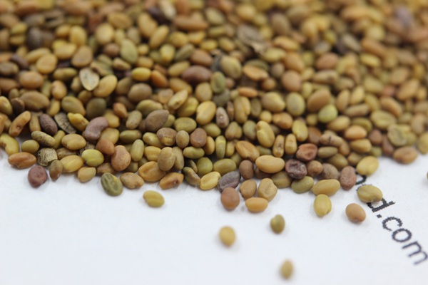<a href='http://www.wuzhouwash.com/mucaozhongzi/1683.html' target='_blank'>草木犀種子</a>