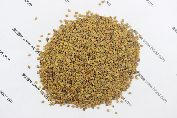 <a href='http://www.wuzhouwash.com/mucaozhongzi/1683.html' target='_blank'>草木犀</a><a href='http://www.wuzhouwash.com/' target='_blank'>種子</a>