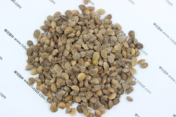 <a href='http://www.wuzhouwash.com/linmuzhongzi/1835.html' target='_blank'>紅豆</a>草<a href='http://www.wuzhouwash.com/' target='_blank'>種子</a>