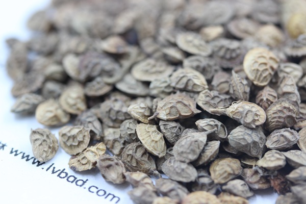 <a href='http://www.wuzhouwash.com/linmuzhongzi/1835.html' target='_blank'>紅豆</a>草種子