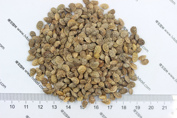 <a href='http://www.wuzhouwash.com/linmuzhongzi/1062.html' target='_blank'>紅豆草</a>種子
