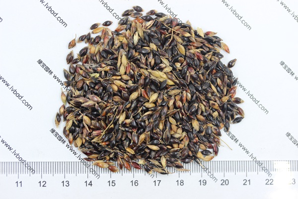 <a href='http://www.wuzhouwash.com/mucaozhongzi/11.html' target='_blank'>蘇丹草種子</a>