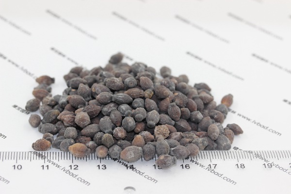 <a href='http://www.wuzhouwash.com/caohuazhongzi/1658.html' target='_blank'>紫茉莉種子</a>
