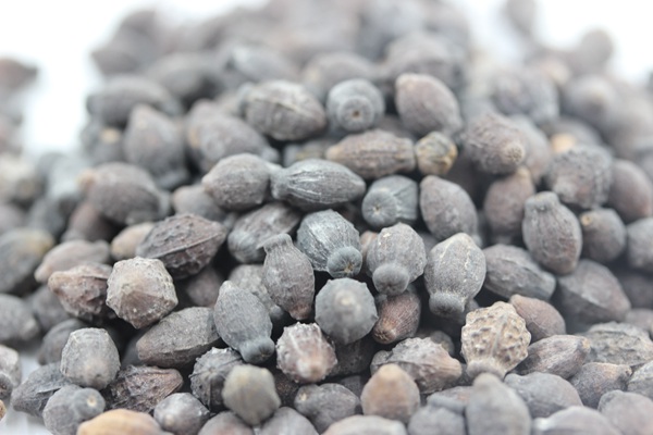 <a href='http://www.wuzhouwash.com/caohuazhongzi/1658.html' target='_blank'>紫茉莉種子</a>