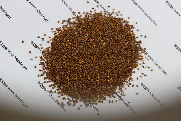 <a href='http://www.wuzhouwash.com/caohuazhongzi/1656.html' target='_blank'>紫花地丁</a><a href='http://www.wuzhouwash.com/' target='_blank'>種子</a>