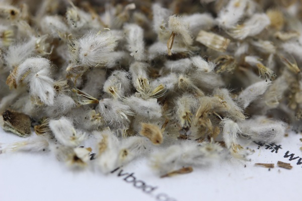 永生菊<a href='http://www.wuzhouwash.com/' target='_blank'>種子</a>