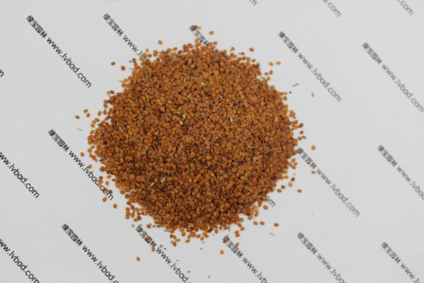 <a href='http://www.wuzhouwash.com/caohuazhongzi/1639.html' target='_blank'>香雪球</a><a href='http://www.wuzhouwash.com/' target='_blank'>種子</a>