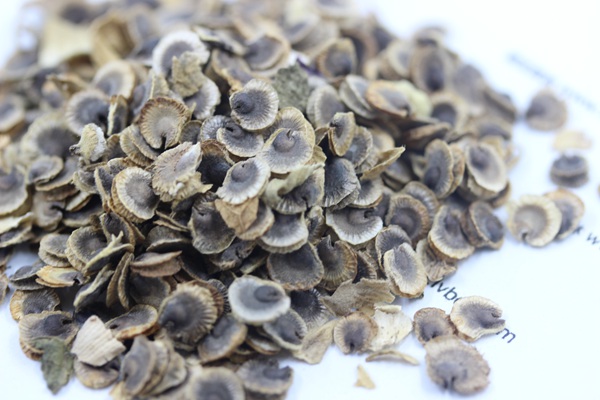 <a href='http://www.wuzhouwash.com/caohuazhongzi/1625.html' target='_blank'>蜀葵種子</a>