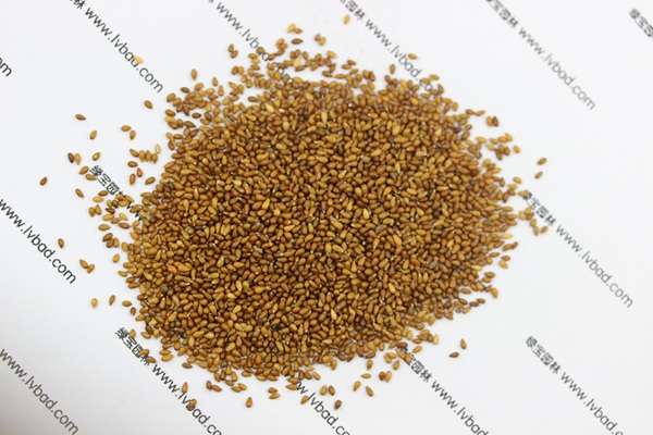 <a href='http://www.wuzhouwash.com/caohuazhongzi/1618.html' target='_blank'>三色堇種子</a>