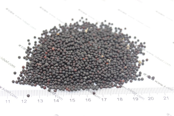 <a href='http://www.wuzhouwash.com/caohuazhongzi/1595.html' target='_blank'>滿天星種子</a>