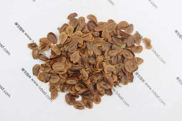 <a href='http://www.wuzhouwash.com/caohuazhongzi/1592.html' target='_blank'>馬利筋</a><a href='http://www.wuzhouwash.com/' target='_blank'>種子</a>