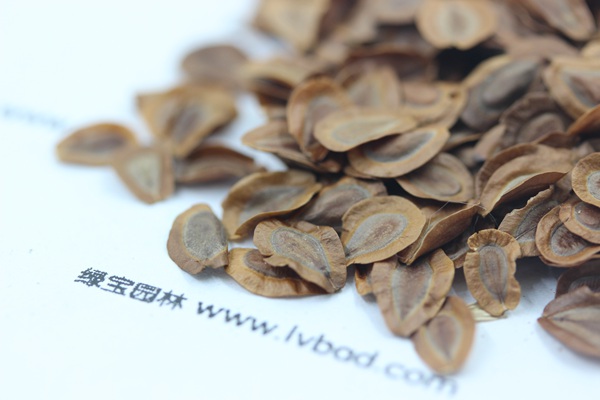 <a href='http://www.wuzhouwash.com/caohuazhongzi/1592.html' target='_blank'>馬利筋種子</a>