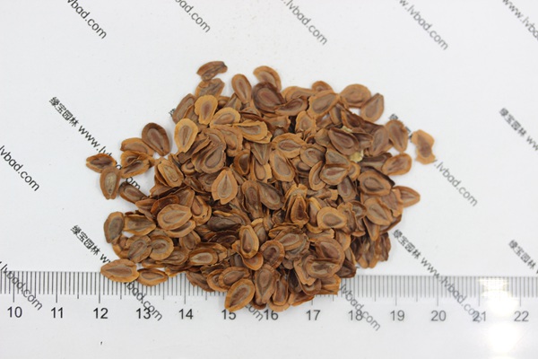 馬利筋<a href='http://www.wuzhouwash.com/' target='_blank'>種子</a>