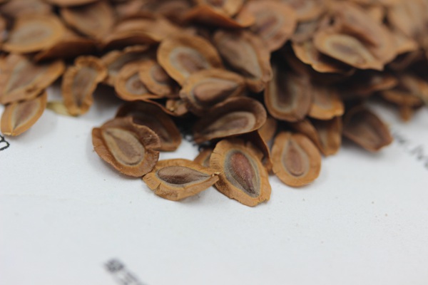 <a href='http://www.wuzhouwash.com/caohuazhongzi/1592.html' target='_blank'>馬利筋</a><a href='http://www.wuzhouwash.com/' target='_blank'>種子</a>