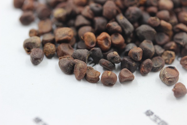 <a href='http://www.wuzhouwash.com/caohuazhongzi/1591.html' target='_blank'>馬蘭種子</a>