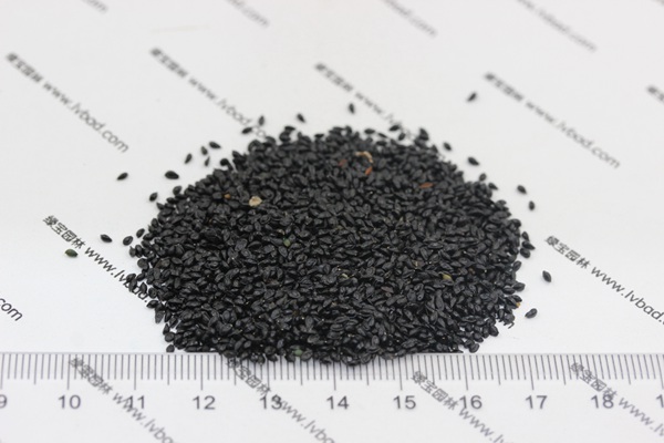耬斗菜<a href='http://www.wuzhouwash.com/' target='_blank'>種子</a>
