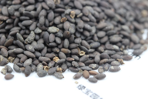 <a href='http://www.wuzhouwash.com/caohuazhongzi/1576.html' target='_blank'>藍花鼠尾草種子</a>