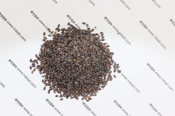藍花<a href='http://www.wuzhouwash.com/caohuazhongzi/1626.html' target='_blank'>鼠尾草種子</a>