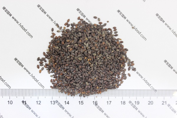 <a href='http://www.wuzhouwash.com/caohuazhongzi/1576.html' target='_blank'>藍花鼠尾草種子</a>