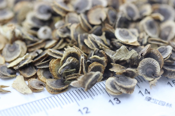錦葵<a href='http://www.wuzhouwash.com/' target='_blank'>種子</a>