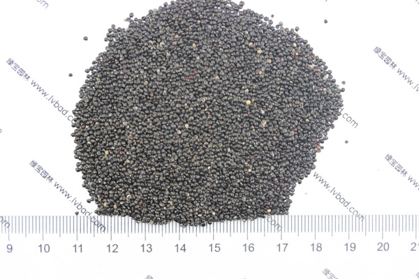 雞冠花<a href='http://www.wuzhouwash.com/' target='_blank'>種子</a>