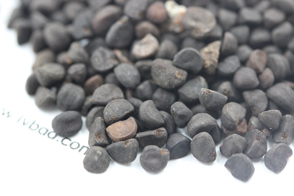 <a href='http://www.wuzhouwash.com/caohuazhongzi/1069.html' target='_blank'>黃花牽牛</a><a href='http://www.wuzhouwash.com/' target='_blank'>種子</a>