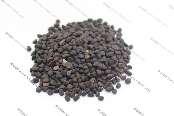 <a href='http://www.wuzhouwash.com/caohuazhongzi/1069.html' target='_blank'>黃花牽牛種子</a>