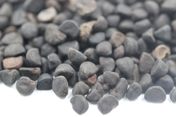<a href='http://www.wuzhouwash.com/caohuazhongzi/1069.html' target='_blank'>黃花牽牛種子</a>