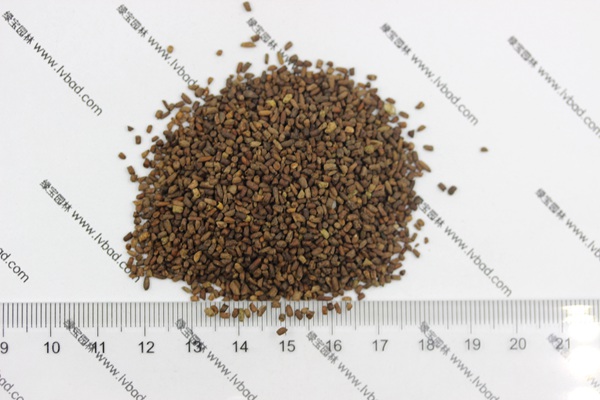 <a href='http://www.wuzhouwash.com/caohuazhongzi/1043.html' target='_blank'>二月蘭種子</a>