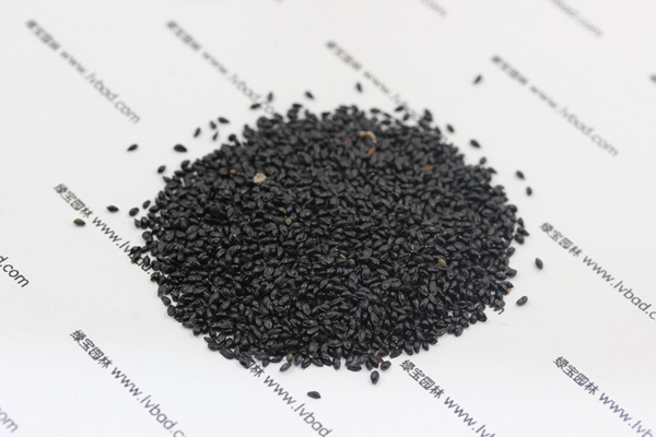 大花<a href='http://www.wuzhouwash.com/caohuazhongzi/1586.html' target='_blank'>耬斗菜種子</a>
