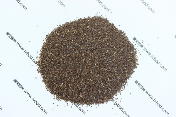 矮牽<a href='http://www.wuzhouwash.com/' target='_blank'>種子</a>