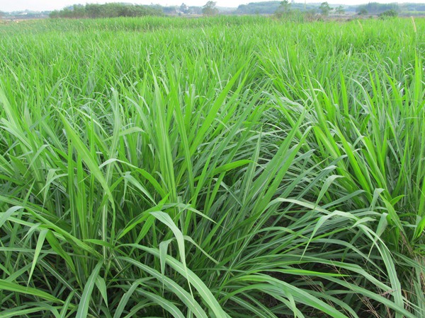 <a href='http://www.wuzhouwash.com/mucaozhongzi/1686.html' target='_blank'>皇竹草</a>