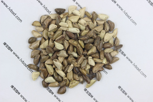 <a href='http://www.wuzhouwash.com/mucaozhongzi/1688.html' target='_blank'>墨西哥玉米草種子</a>