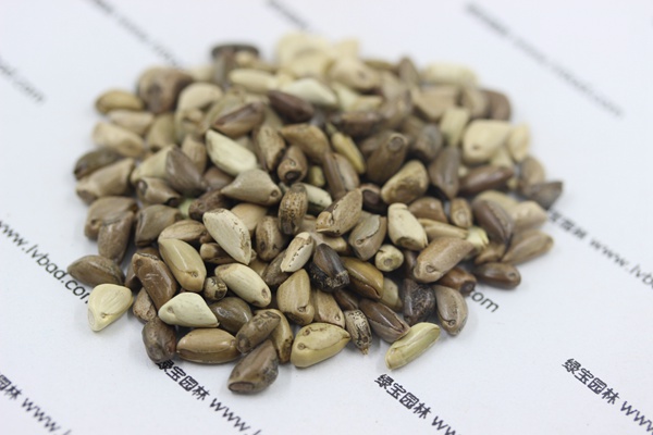 <a href='http://www.wuzhouwash.com/mucaozhongzi/1688.html' target='_blank'>墨西哥玉米草</a><a href='http://www.wuzhouwash.com/' target='_blank'>種子</a>