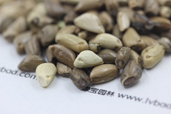 <a href='http://www.wuzhouwash.com/mucaozhongzi/1688.html' target='_blank'>墨西哥玉米草種子</a>
