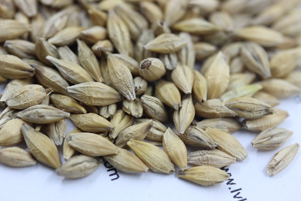 <a href='http://www.wuzhouwash.com/mucaozhongzi/9.html' target='_blank'>大麥種子</a>