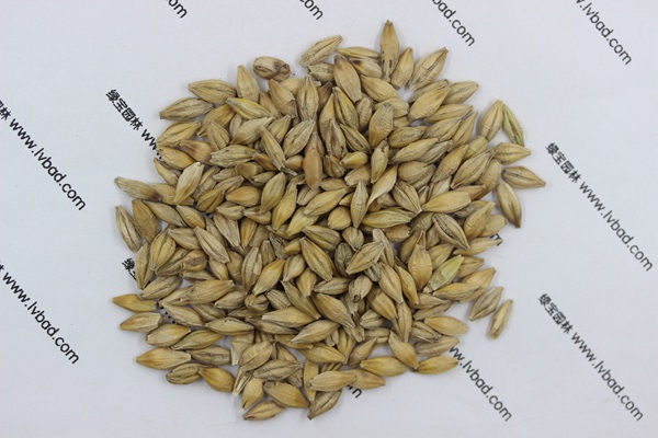 <a href='http://www.wuzhouwash.com/mucaozhongzi/9.html' target='_blank'>大麥</a><a href='http://www.wuzhouwash.com/' target='_blank'>種子</a>