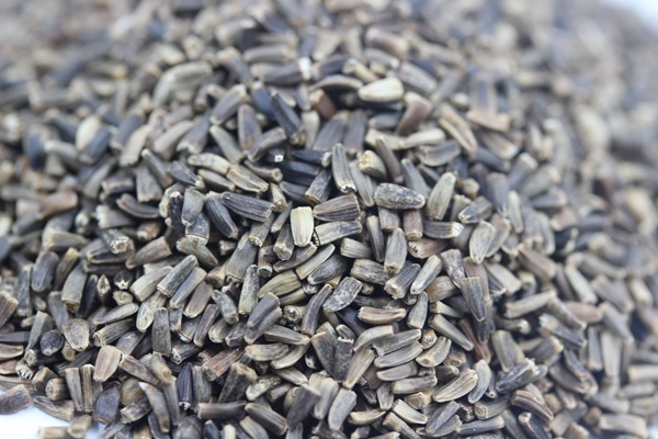 <a href='http://www.wuzhouwash.com/mucaozhongzi/14254.html' target='_blank'>菊苣種子</a>