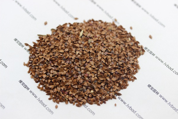 <a href='http://www.wuzhouwash.com/mucaozhongzi/1589.html' target='_blank'>魯梅克斯草種子</a>