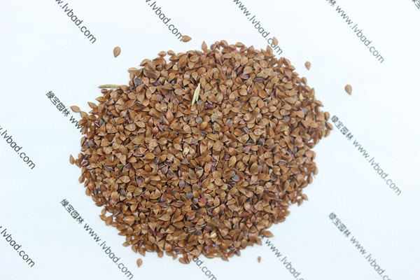 <a href='http://www.wuzhouwash.com/mucaozhongzi/1589.html' target='_blank'>魯梅克斯草種子</a>