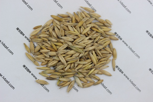 <a href='http://www.wuzhouwash.com/mucaozhongzi/10.html' target='_blank'>燕麥種子</a>