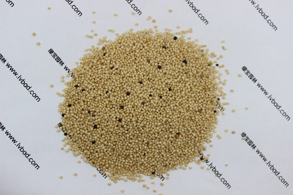 <a href='http://www.wuzhouwash.com/mucaozhongzi/1693.html' target='_blank'>籽粒莧</a><a href='http://www.wuzhouwash.com/' target='_blank'>種子</a>