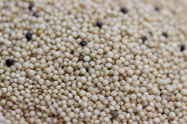 籽粒莧<a href='http://www.wuzhouwash.com/' target='_blank'>種子</a>