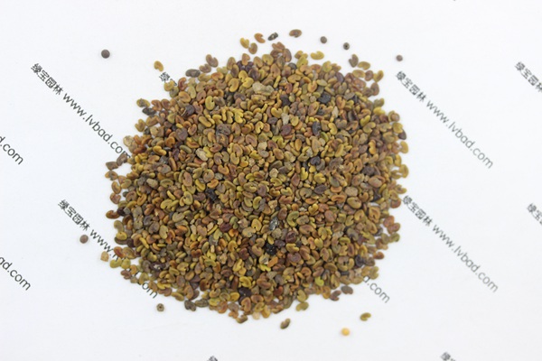 <a href='http://www.wuzhouwash.com/mucaozhongzi/1694.html' target='_blank'>紫云英</a><a href='http://www.wuzhouwash.com/' target='_blank'>種子</a>