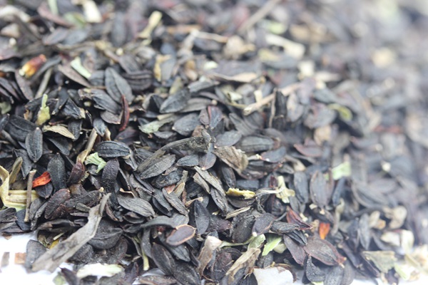 苦麥菜<a href='http://www.wuzhouwash.com/' target='_blank'>種子</a>圖片
