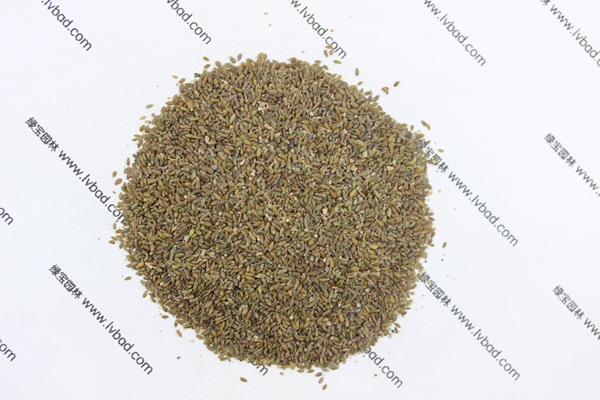 <a href='http://www.wuzhouwash.com/mucaozhongzi/14650.html' target='_blank'>沙蒿</a><a href='http://www.wuzhouwash.com/' target='_blank'>種子</a>