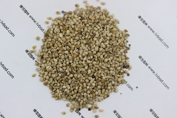 <a href='http://www.wuzhouwash.com/mucaozhongzi/14651.html' target='_blank'>小米草</a>