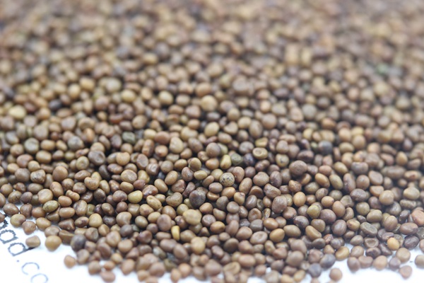<a href='http://www.wuzhouwash.com/mucaozhongzi/1682.html' target='_blank'>百脈根種子</a>