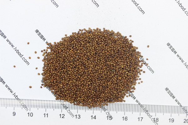 <a href='http://www.wuzhouwash.com/mucaozhongzi/1682.html' target='_blank'>百脈根種子</a>
